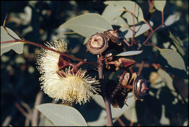 APII jpeg image of Eucalyptus pachyphylla  © contact APII