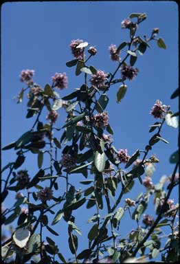 APII jpeg image of Lasiopetalum discolor  © contact APII