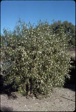 APII jpeg image of Eremophila santalina  © contact APII