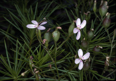 APII jpeg image of Stylidium laricifolium  © contact APII