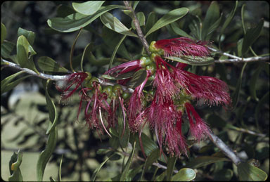 APII jpeg image of Calothamnus homalophyllus  © contact APII