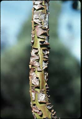 APII jpeg image of Eucalyptus crucis  © contact APII