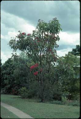 APII jpeg image of Corymbia ptychocarpa  © contact APII