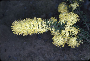 APII jpeg image of Leionema phylicifolium  © contact APII