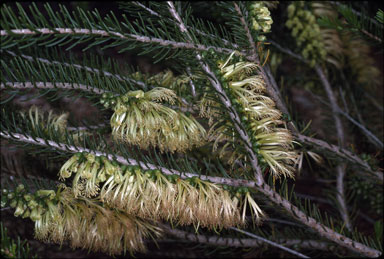 APII jpeg image of Calothamnus quadrifidus  © contact APII