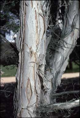 APII jpeg image of Melaleuca cuticularis  © contact APII