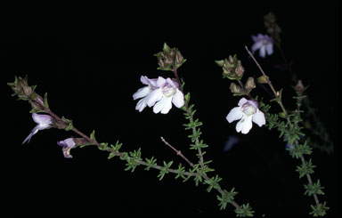 APII jpeg image of Prostanthera eurybioides  © contact APII