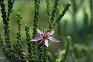 APII jpeg image of Calytrix desolata  © contact APII