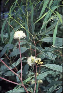 APII jpeg image of Eucalyptus flindersii  © contact APII