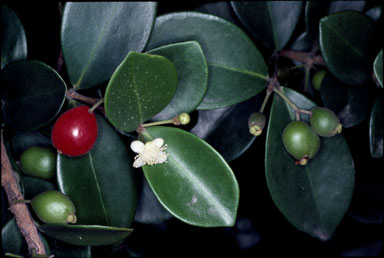 APII jpeg image of Eugenia reinwardtiana  © contact APII