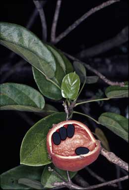 APII jpeg image of Sterculia quadrifida  © contact APII