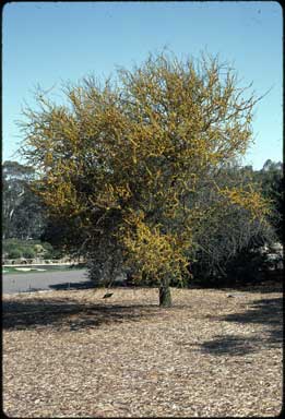 APII jpeg image of Vachellia caven var. caven  © contact APII