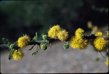 APII jpeg image of Vachellia caven var. caven  © contact APII