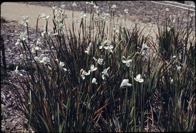 APII jpeg image of Diplarrena moraea  © contact APII