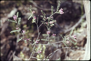 APII jpeg image of Indigofera coronillifolia  © contact APII