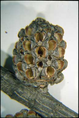 APII jpeg image of Allocasuarina gymnanthera  © contact APII