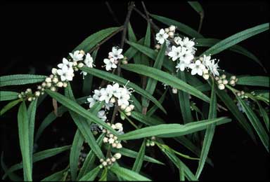 APII jpeg image of Myoporum bateae  © contact APII