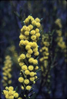 APII jpeg image of Acacia sulcata  © contact APII