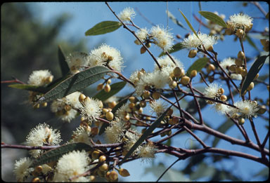 APII jpeg image of Eucalyptus parramattensis  © contact APII