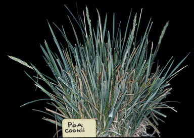 APII jpeg image of Poa cookii  © contact APII