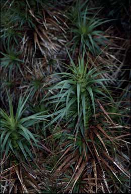 APII jpeg image of Richea curtisiae  © contact APII