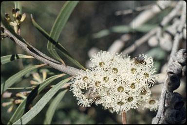 APII jpeg image of Eucalyptus cunninghamii  © contact APII