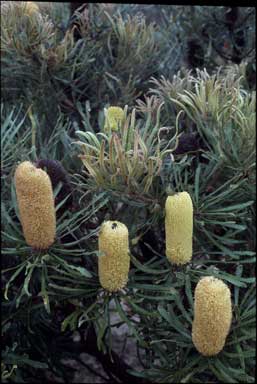 APII jpeg image of Banksia attenuata  © contact APII