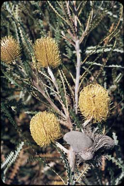 APII jpeg image of Banksia candolleana  © contact APII