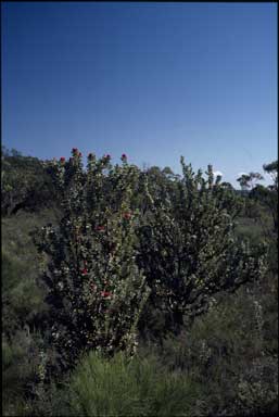 APII jpeg image of Banksia coccinea  © contact APII