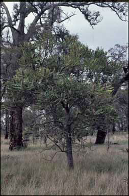 APII jpeg image of Banksia grandis  © contact APII