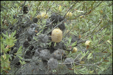 APII jpeg image of Banksia ornata  © contact APII