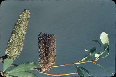 APII jpeg image of Banksia paludosa  © contact APII