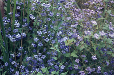 APII jpeg image of Dampiera hederacea  © contact APII