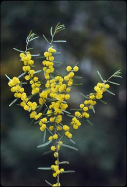 APII jpeg image of Acacia montana  © contact APII