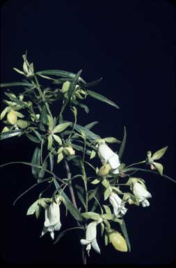 APII jpeg image of Eremophila clarkei  © contact APII