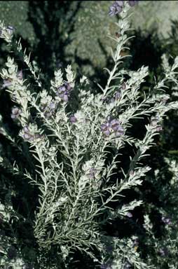 APII jpeg image of Eremophila margarethae  © contact APII