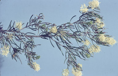 APII jpeg image of Grevillea incrassata  © contact APII