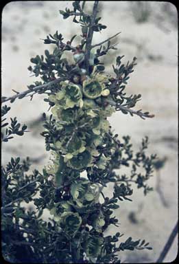 APII jpeg image of Leptospermum spinescens  © contact APII