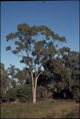 APII jpeg image of Eucalyptus populnea  © contact APII