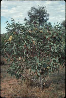 APII jpeg image of Eucalyptus sessilis  © contact APII