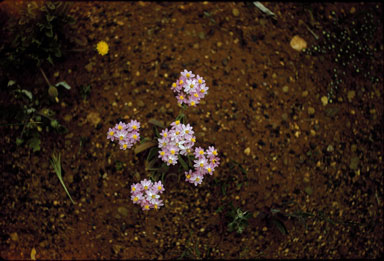 APII jpeg image of Schoenia cassiniana  © contact APII