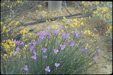 APII jpeg image of Patersonia graminea  © contact APII