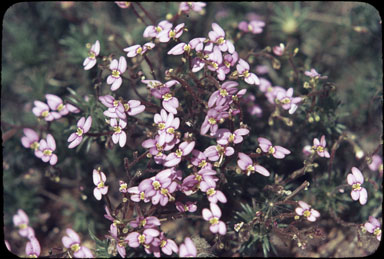 APII jpeg image of Stylidium bulbiferum  © contact APII