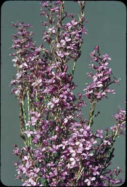 APII jpeg image of Stylidium imbricatum  © contact APII