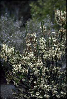 APII jpeg image of Epacris robusta  © contact APII