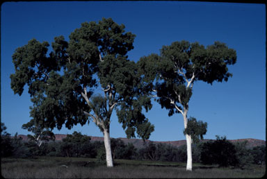 APII jpeg image of Corymbia aparrerinja subsp. aparrerinja  © contact APII