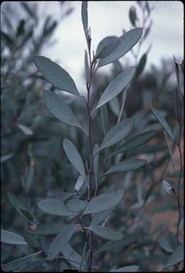 APII jpeg image of Eucalyptus polybractea  © contact APII