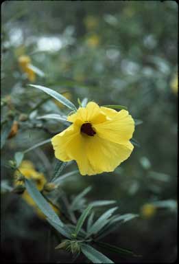 APII jpeg image of Hibiscus panduriformis  © contact APII