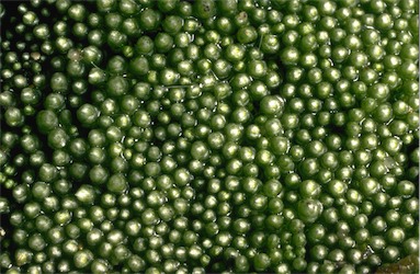 APII jpeg image of Bryum argenteum  © contact APII