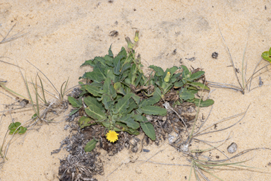 APII jpeg image of Sonchus megalocarpus  © contact APII